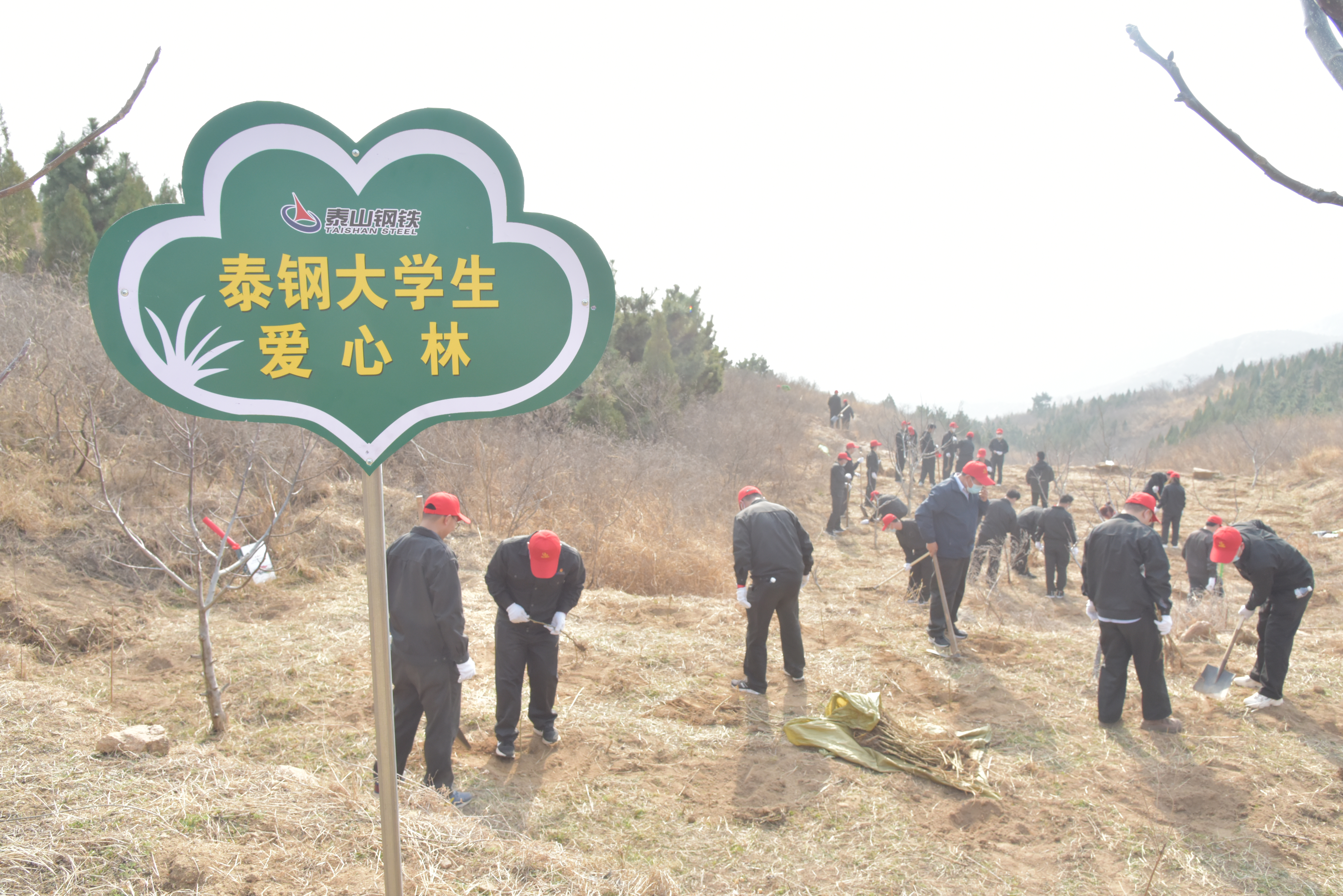 泰鋼大學(xué)生植愛(ài)心林